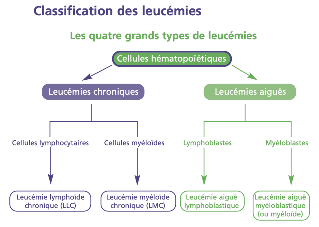 Schéma des différentes leucémie